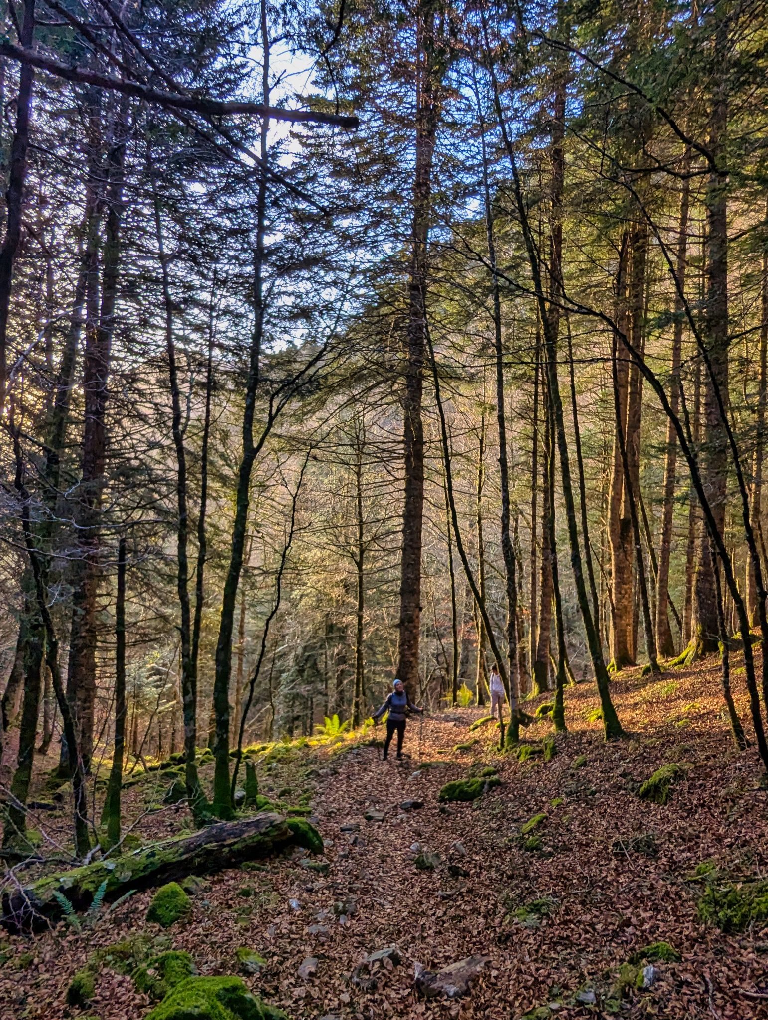 PXL 20241201 080537567