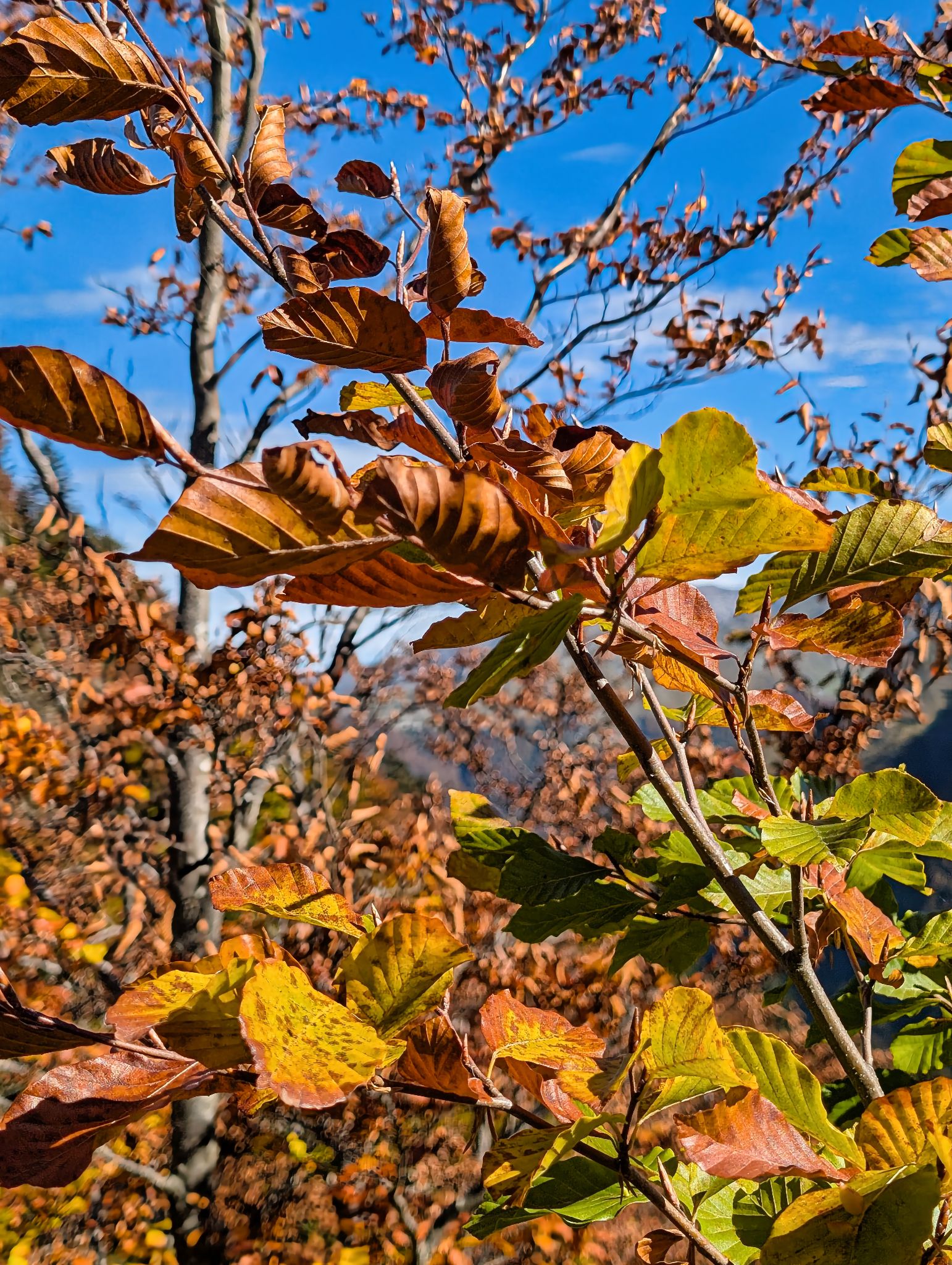 PXL 20251012 101358050.MP