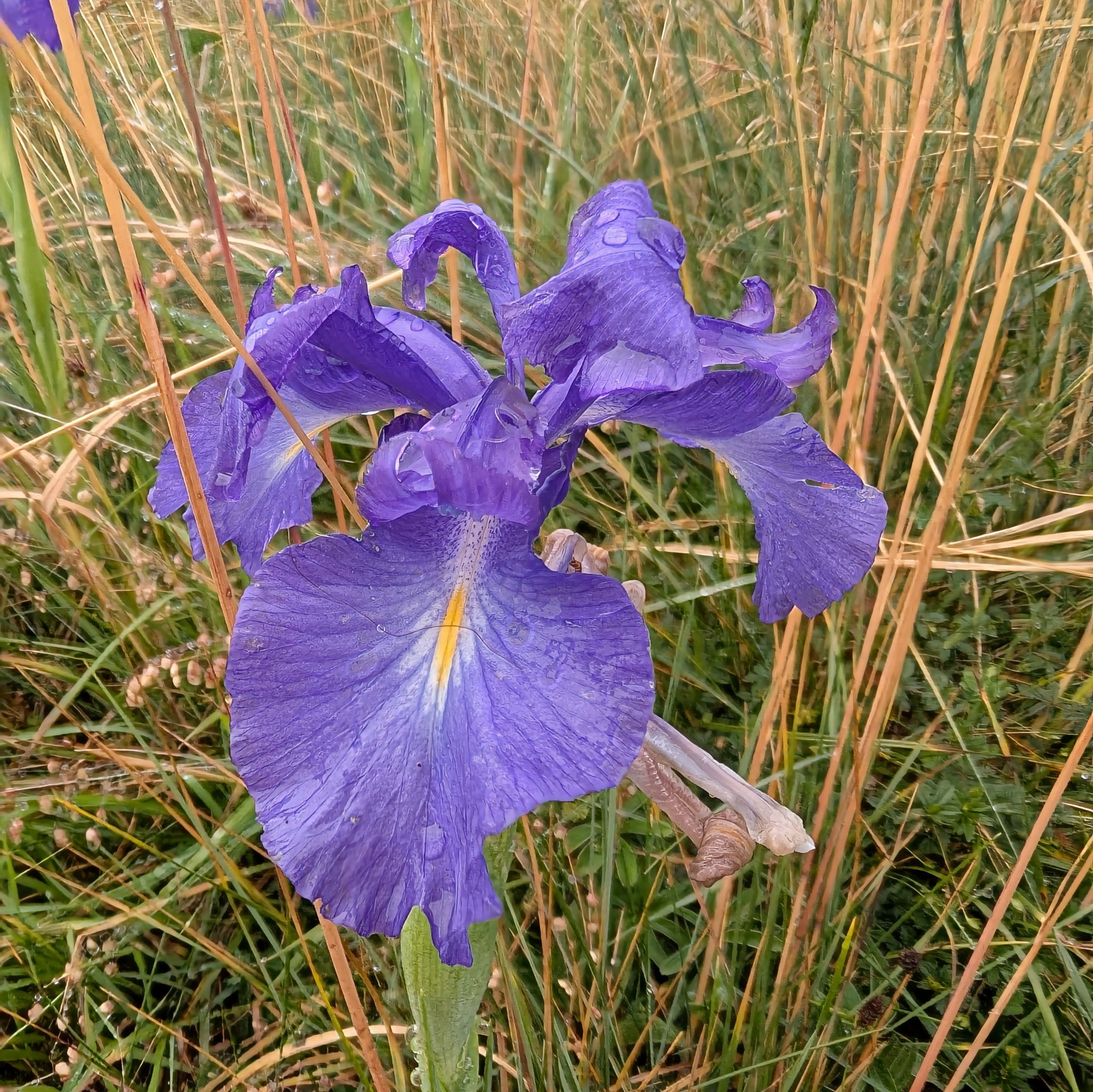 PXL 20250708 075136223