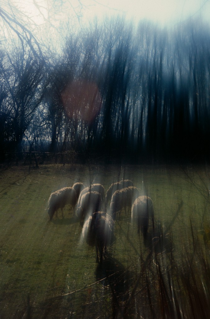 Parc baleau moutons 5