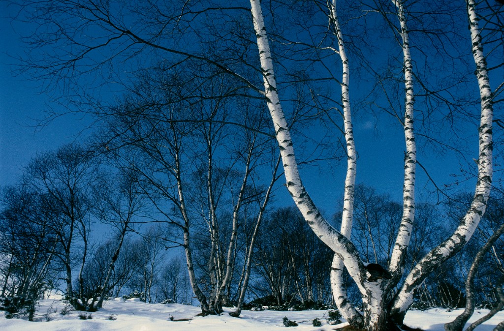 Bouleaux stlary 1979