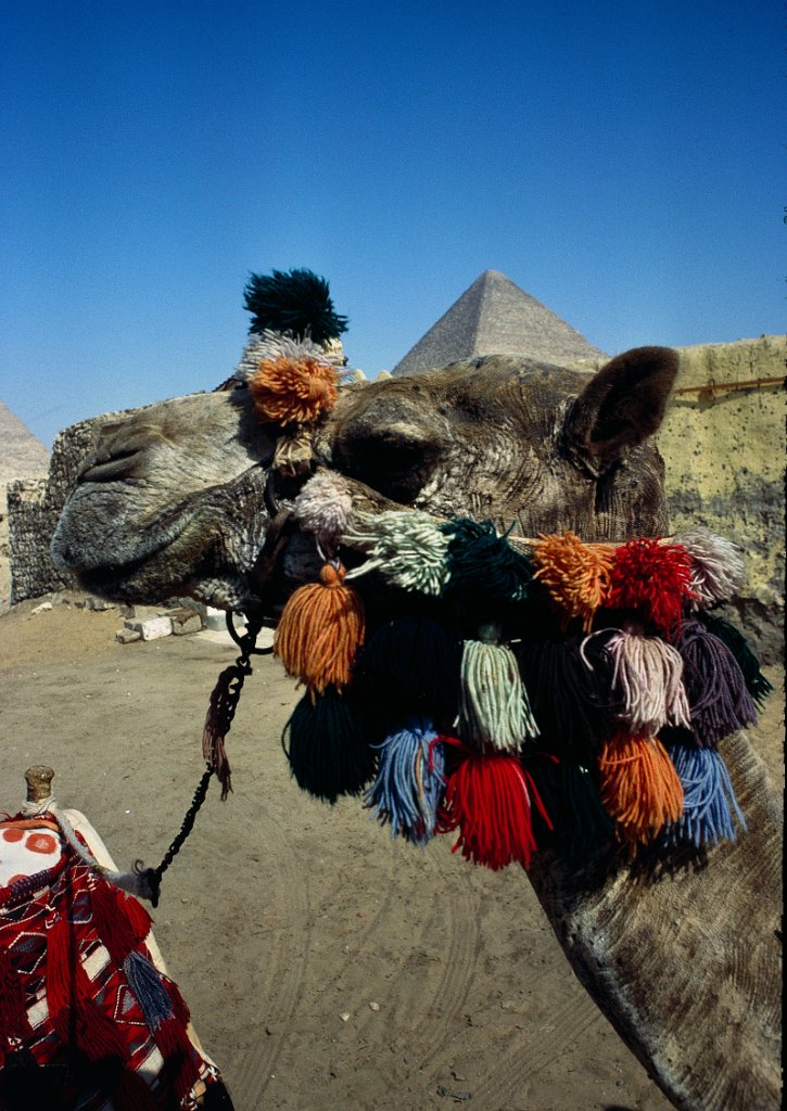 Egypte 2 1981