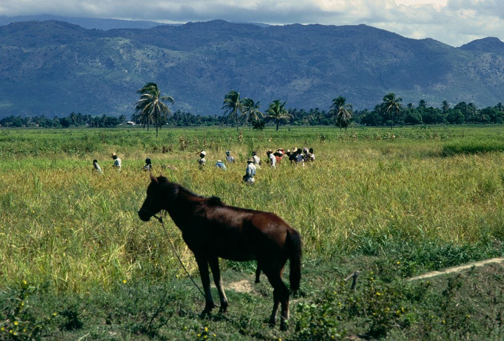 Haiti 78 1981