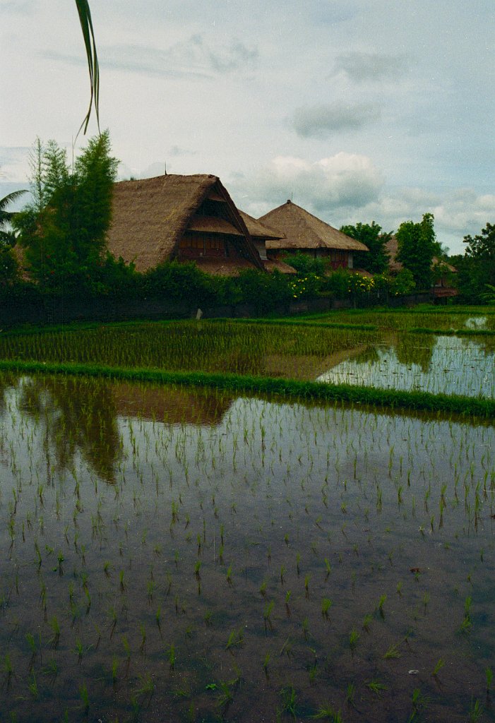 Bali7